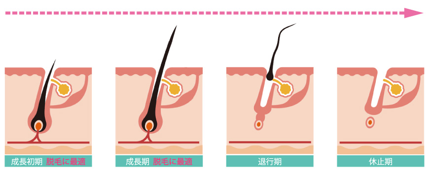 毛周期